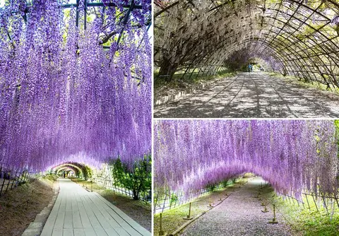 WISTERIA TUNNEL