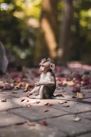 Monkey Forest