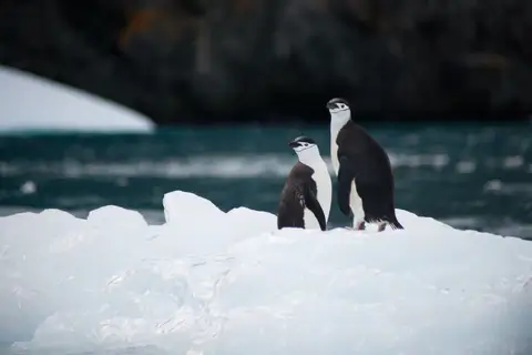 Chinstrap penguin