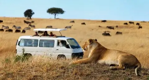 Kenya safaris
