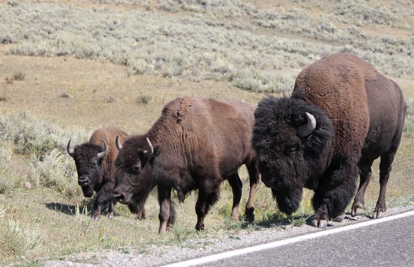 Yellowstone National Park, Montana alaska