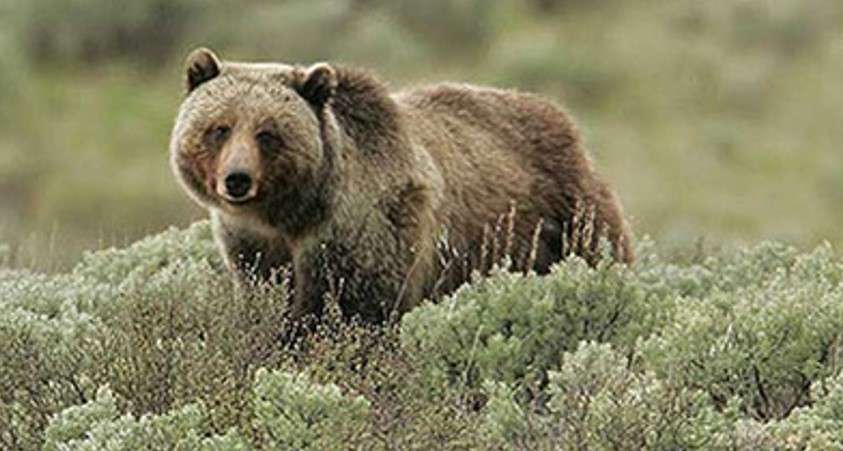 Grizzly Bear Sanctuary, Montana alaska