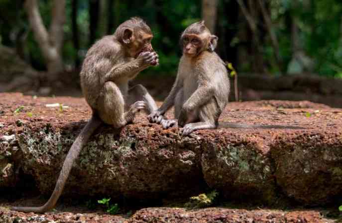 Monkey Beach Encounter