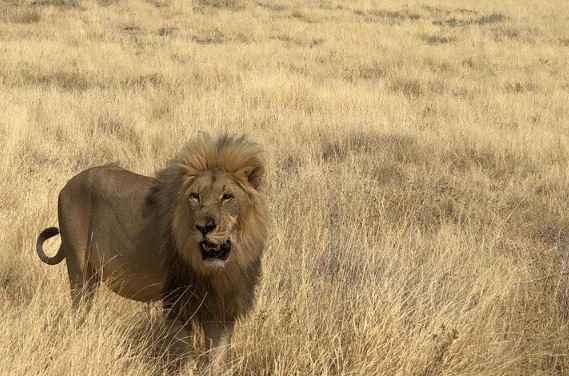 Etosha National Park, Namibia