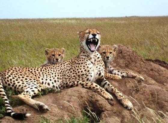 Serengeti National Park, Tanzania the best african safaris for couples