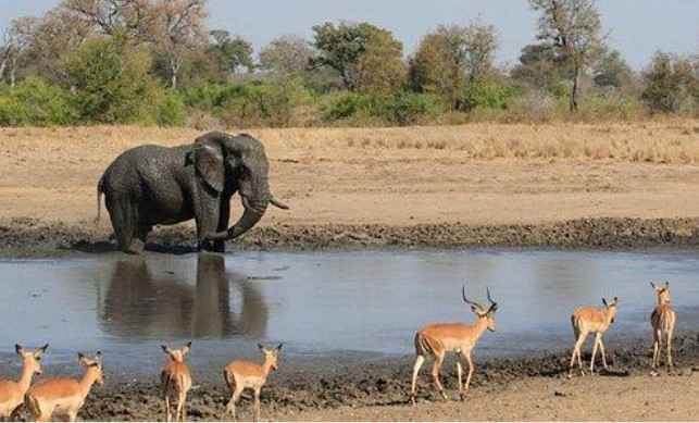 safari in Kruger National Park