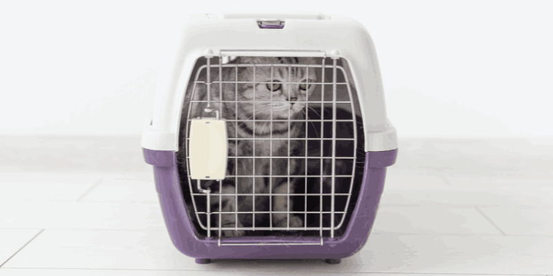 Right Travel Carrier for cat