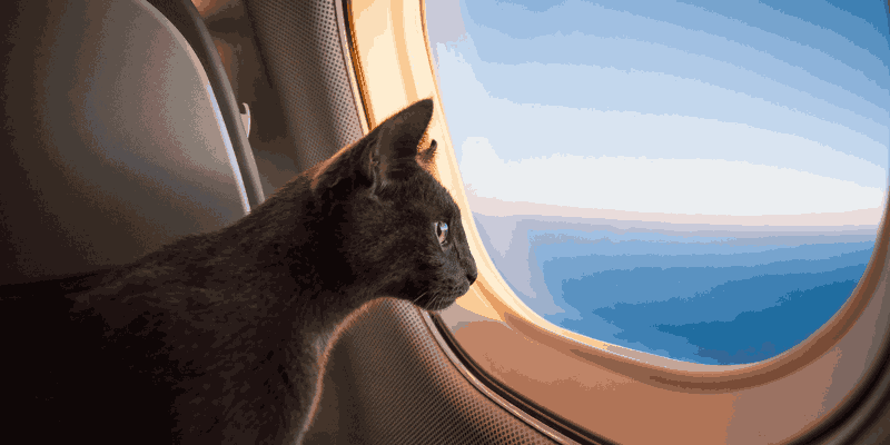 Traveling by Plane with cat