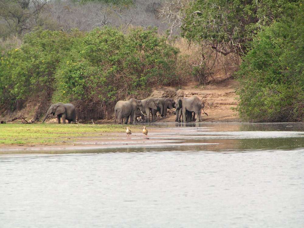 Elephants at Selous
