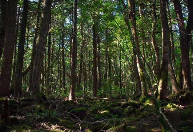 Aokigahara Forest (Suicide Forest of Japan)