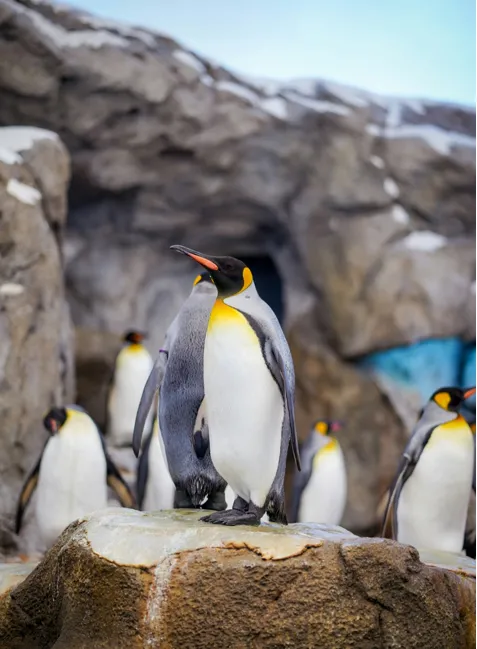 The Falkland Islands - Nature in Antarctica
