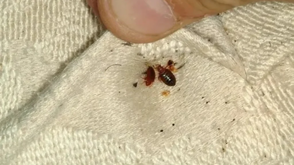 Can Bed Bugs Travel on Clothes you’re wearing