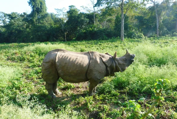 Chitwan National Park 