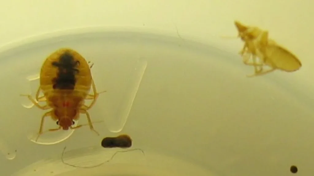 Potential Dangers of Bed Bugs Hitching