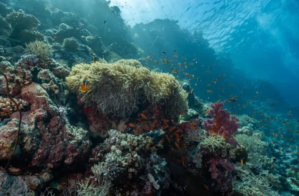 Red Sea's Underwater Wonders