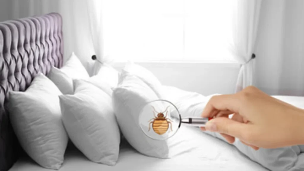 Risks of Bed Bugs Traveling on Clothes