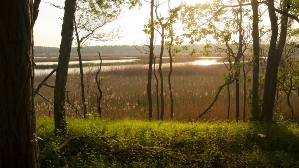 Quinnipiac River Marsh