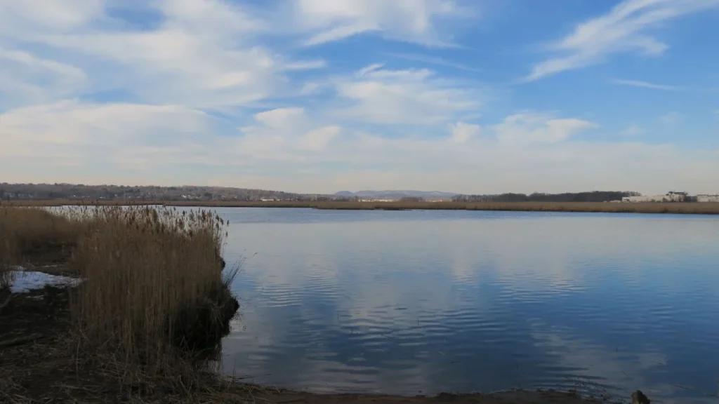 Quinnipiac River Marsh Wildlife