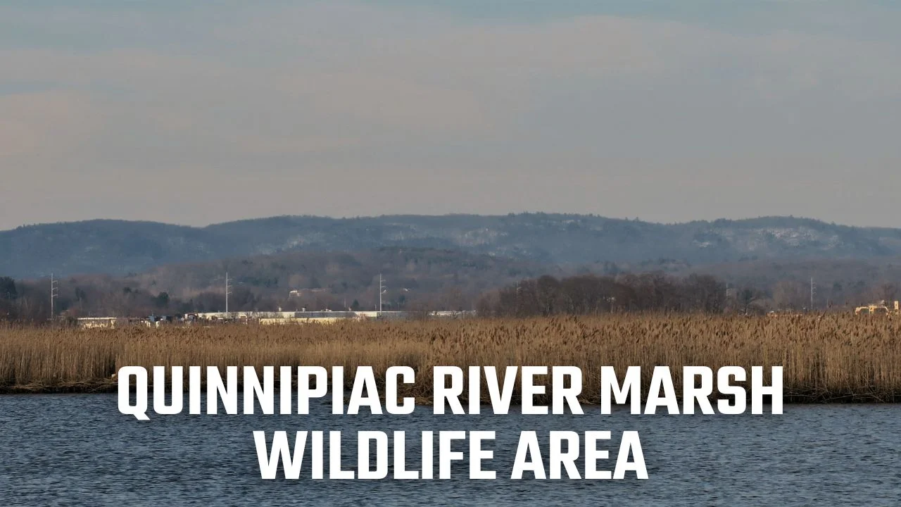 Discover the beauty of Quinnipiac River Marsh Wildlife Area
