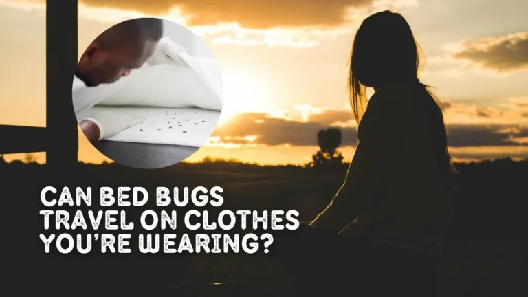 Can Bed Bugs Travel on Clothes You're Wearing?