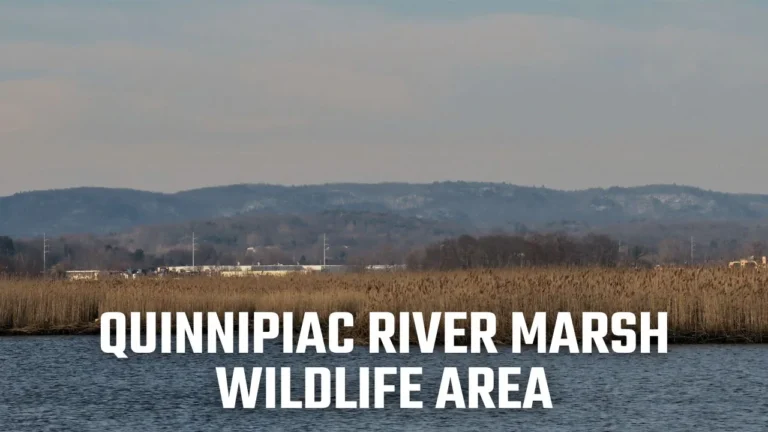 Quinnipiac River Marsh Wildlife Area