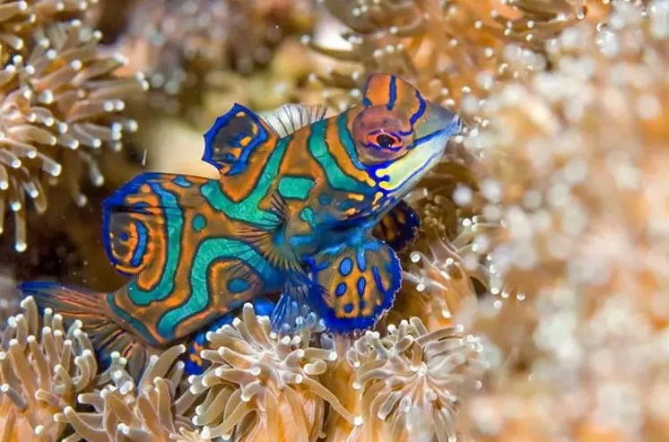 Bunaken National Park, Indonesia