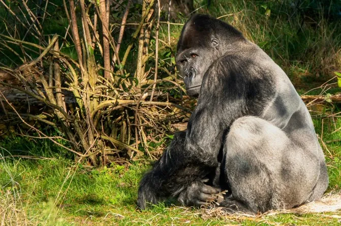 Gorilla Trekking