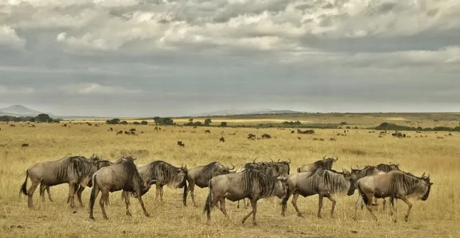 Nature’s Drama Unfolds (Kenya & Tanzania)