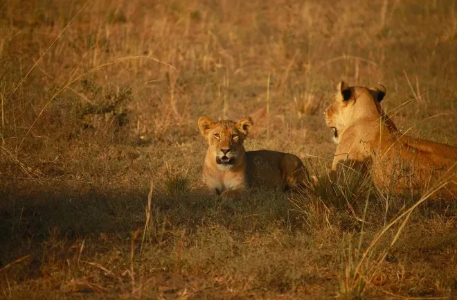 Serengeti Safari