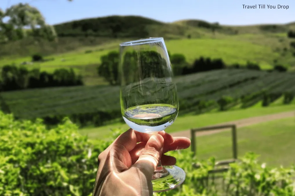 Wine Tasting and Hot Springs in New Zealand