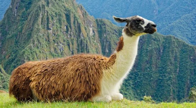 A llama resting peacefully amidst Machu Picchu. The llama in the picture has rich brown fur transitioning to white around its neck and underside. The Andes Mountains provide a striking backdrop. 