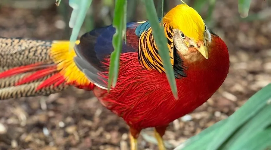 Discover Exotic Birds at Parrot Mountain and Gardens