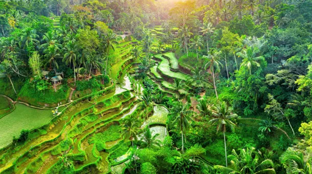 Temples, Trails & Pure Rice-Field Bliss