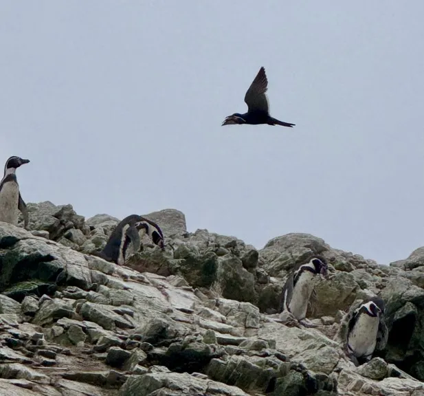 Ballestas Islands 