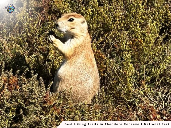 Prairie Dog Town via Buckhorn Trail