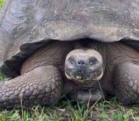 Travel Turtle